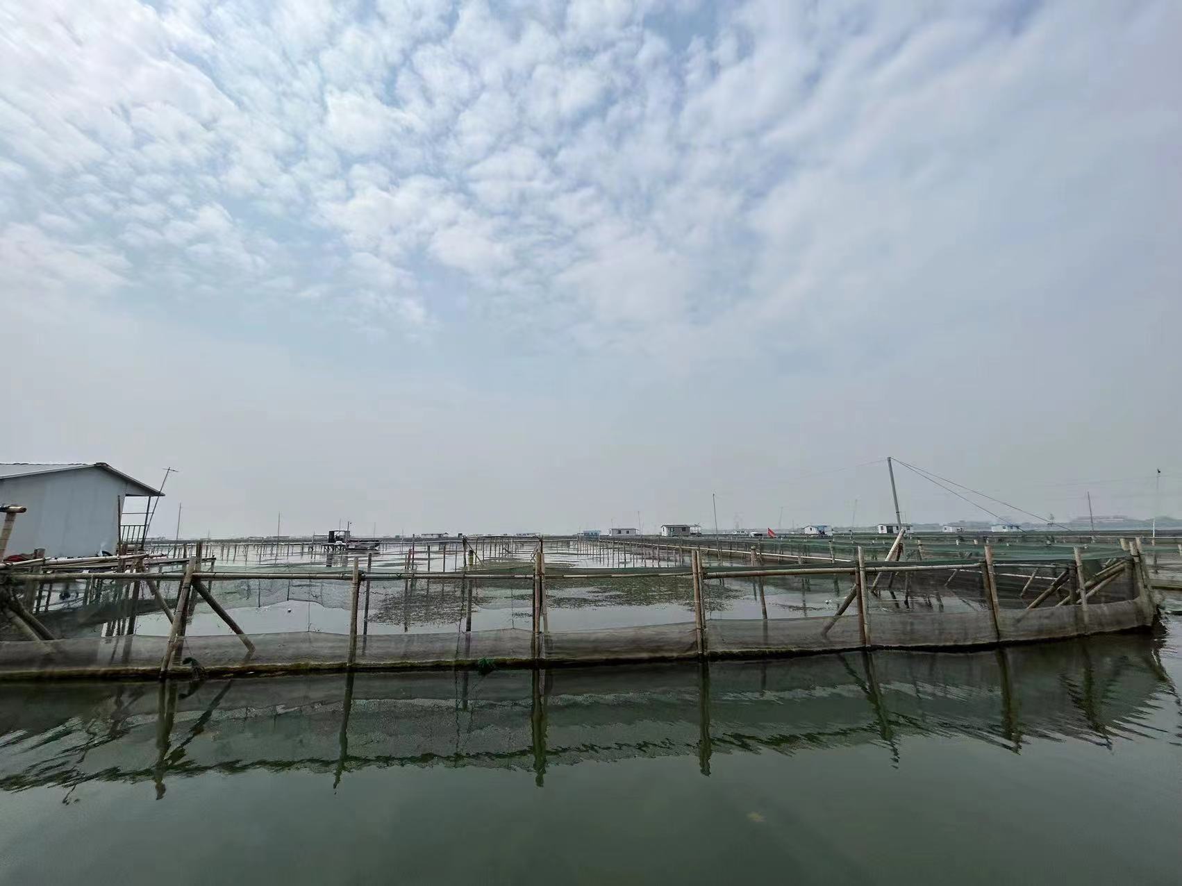 苏州工业园区阳澄湖大闸蟹行业协在6月16日会对阳澄湖大闸蟹养殖现状进行了实地抽样调查(图1)